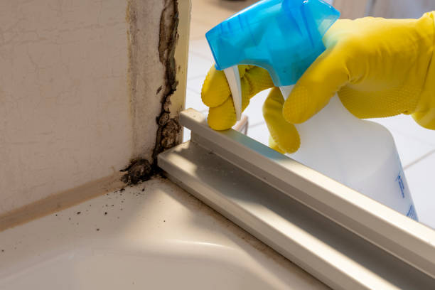 Best Asbestos and Lead Testing During Mold Inspection  in Washburn, IL